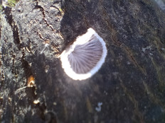 Гриб из Киев