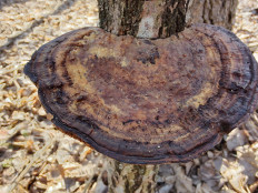 Гриб из Москва