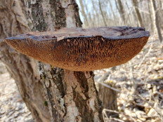 Гриб из Москва