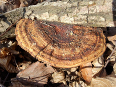 Гриб из Москва