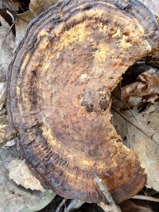 Гриб из Москва