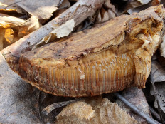 Гриб из Москва