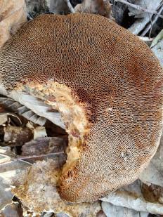 Гриб из Москва