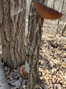 Гриб из Москва