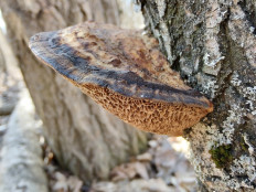 Гриб из Москва