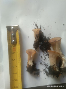 Гриб из Санкт-Петербург