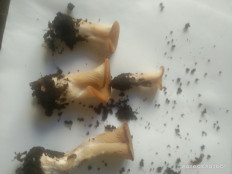 Гриб из Санкт-Петербург