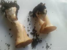 Гриб из Санкт-Петербург