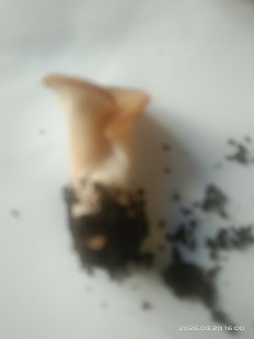 Гриб из Санкт-Петербург