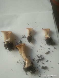 Гриб из Санкт-Петербург