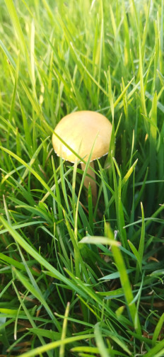 Гриб из Ашхабад