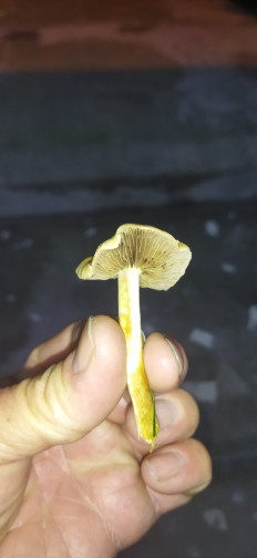 Гриб из Ашхабад