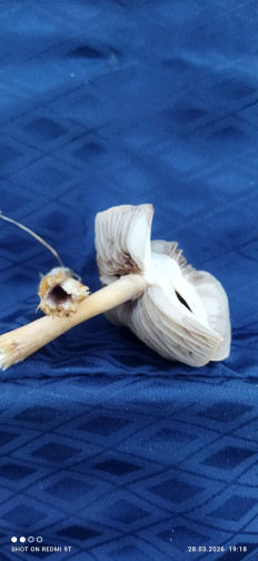 Гриб из Ашхабад