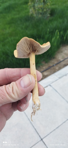 Гриб из Ашхабад