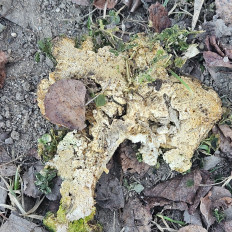 Гриб из Березняки (сергиев посадская область