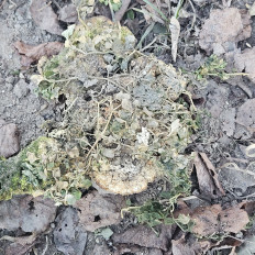 Гриб из Березняки (сергиев посадская область