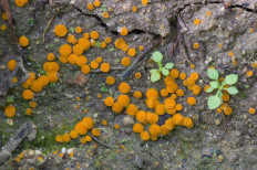 Гриб из Средний Урал