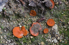 Гриб из Средний Урал