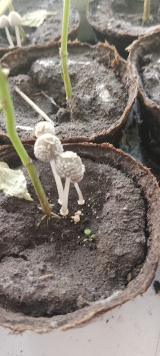 Гриб из Башкортостан