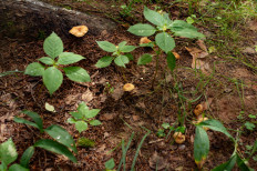 Гриб из Москва