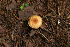 Гриб из Москва