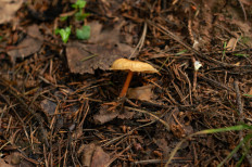 Гриб из Москва