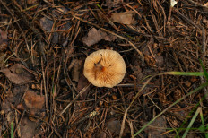 Гриб из Москва