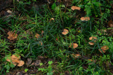 Гриб из Москва