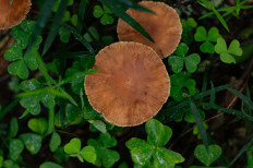 Гриб из Москва