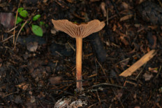 Гриб из Москва