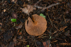 Гриб из Москва