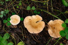 Гриб из Москва