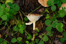 Гриб из Москва