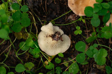 Гриб из Москва