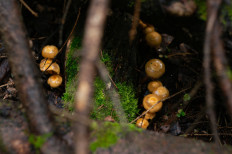 Гриб из Москва