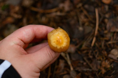 Гриб из Москва