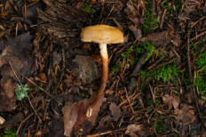 Гриб из Москва