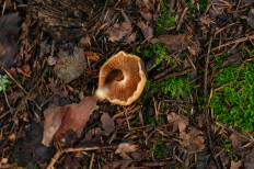 Гриб из Москва