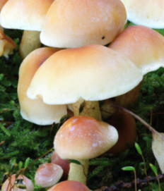 Гриб из Москва