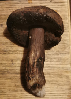 Гриб из Хабаровск