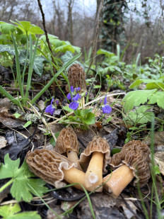 Шапочка сморчковая