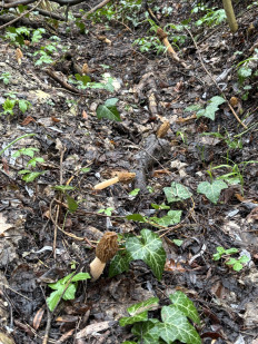 Шапочка сморчковая