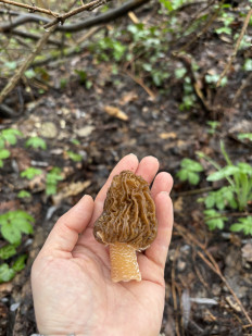 Шапочка сморчковая