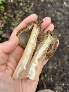 Шапочка сморчковая