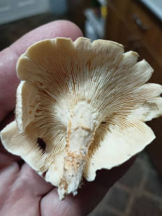 Гриб из Армавир