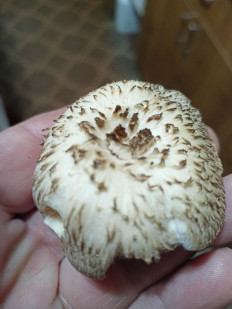 Гриб из Армавир