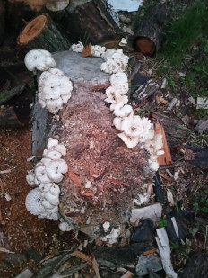 Гриб из Армавир