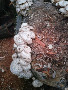 Гриб из Армавир