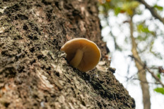 Гриб из Москва