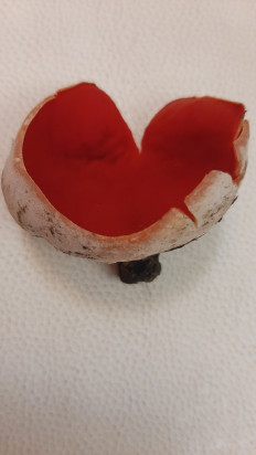 Гриб из Москва